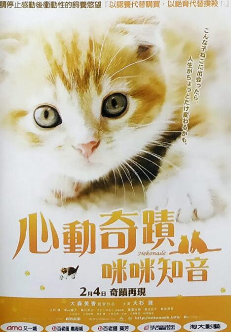 小猫奇缘的海报